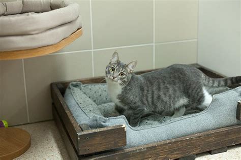 Приметы и поверья связанные с головой коровы