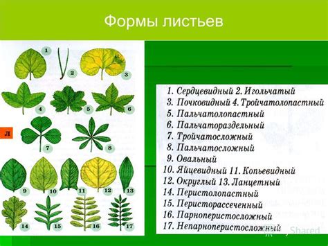 Происхождение ценных листьев и их символика