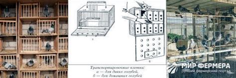 Профилактика и уход за головой голубей для предотвращения тряски