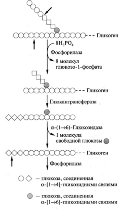 Процесс образования гликогена в организме