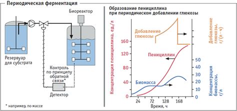 Процесс ферментации и дистилляции: ключевые этапы в создании этанольного топлива