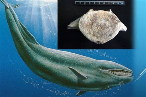 Разнообразие и популярность символа синего гигантского морского млекопитающего
