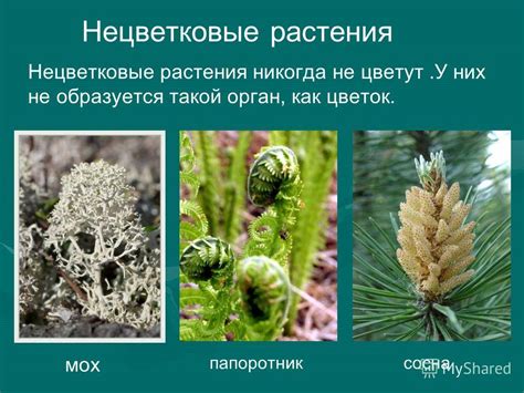 Растения с покрытосеменными семенами: неповторимое многообразие растительного мира