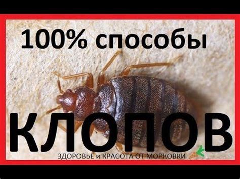 Решение проблемы следов клопов в книгах: безупречные способы избавления