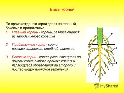 Роль аэрофитных корней в растении
