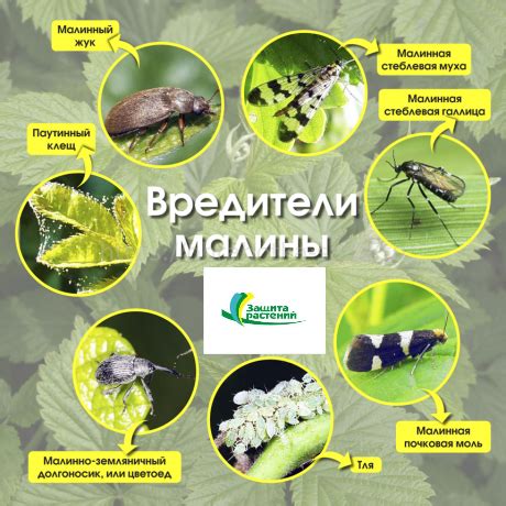 Роль вредителей и болезней