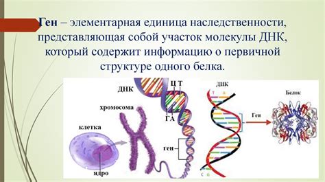 Роль генов FOLH1 и CBS в обмене фолатов и возможное влияние на развитие анемии