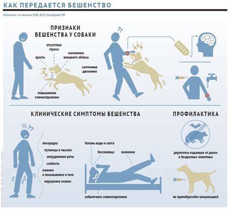 Роль прививок в предотвращении бешенства у кошек