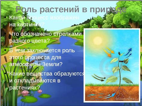 Роль растений с семенами в природе и использование человеком