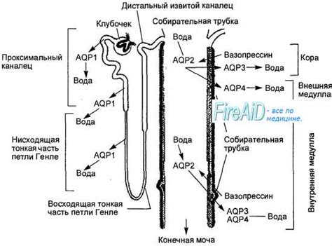 Современные подходы к лечению неэффективной работы почечных клубочков
