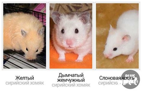 Сонник и разнообразие пород питомцев