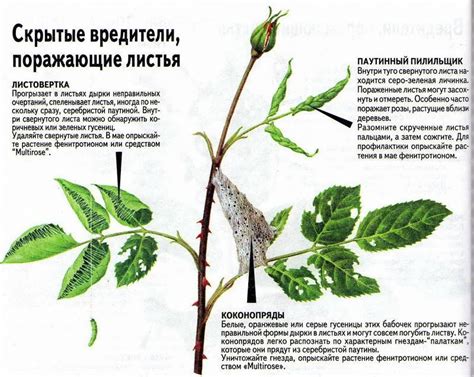 Сохраните целостность соседних растений при отделении шиповника от розы