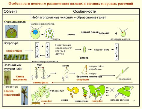 Способы размножения вредоносного софта