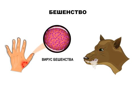 Средства помощи кошке после укуса или царапины от животного с подозрением на бешенство
