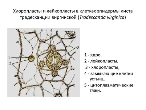 Стимуляция обменных процессов в клетках эпидермиса