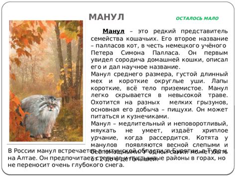 Толкование видений, где появляются кошки и котята
