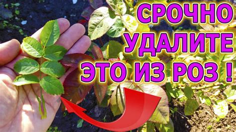 Удаление остатков шиповника из розы с помощью пинцета или петлички