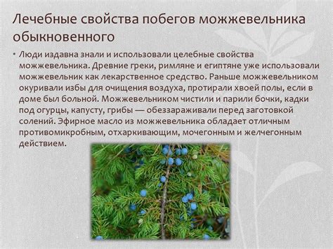 Удивительные свойства золотистых побегов с драгоценными листьями