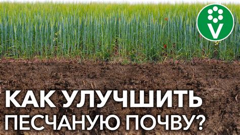 Улучшение почвы вокруг княжества: эффективные методы и рекомендации