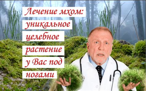 Уникальное целебное действие высушенных экземпляров мухоморов