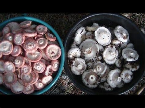 Упаковка и сохранение волнушек: советы и рекомендации