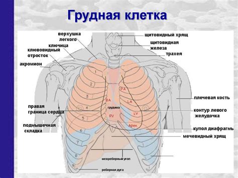 Факторы, вызывающие формирование спаек в полости внутри грудной клетки у человека