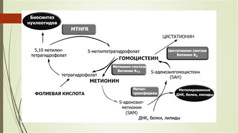 Фолатный цикл: важность и механизмы функционирования