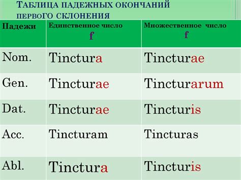 Формирование множественного числа существительных в латинском языке: добавление окончаний к основам