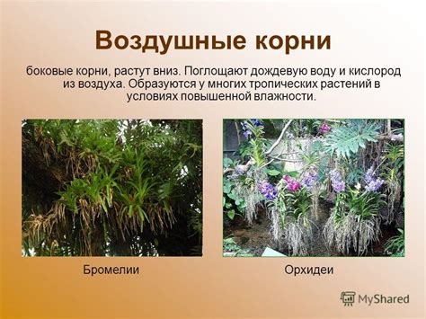 Функции воздушных корней у фикусных растений