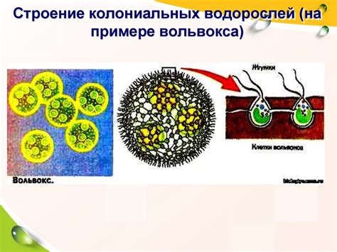 Эволюционное значение хамелеонских глаз