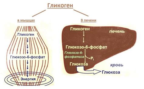 Энергетическая роль гликогена в мышцах