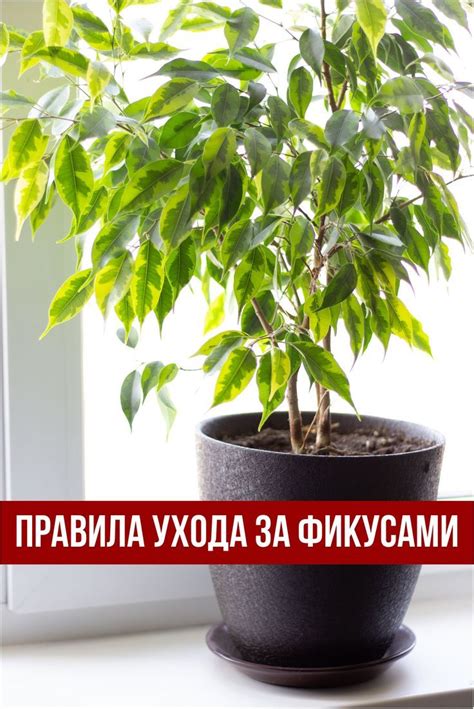 Эффективный уход за аэроризами декоративных фикусов: секреты и рекомендации