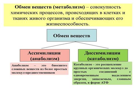  Дополнительные способы повышения обмена веществ 
