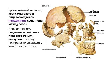  Роль мужественной и выразительной челюсти в формировании внешнего облика 