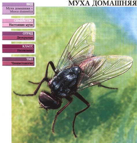 Техника создания основы для мухи: шаблоны и изготовление формы