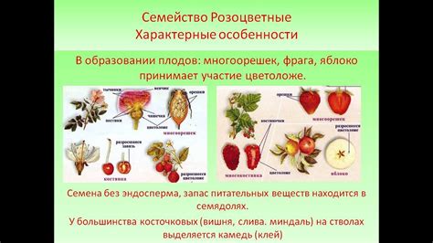 Август: созревание плодов