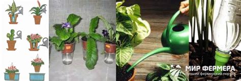 Альтернативные способы полива цветов минералкой