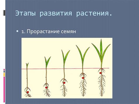 Апрель: рост и развитие