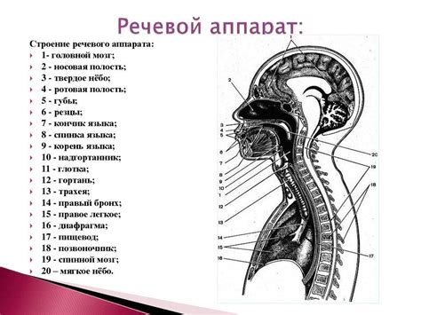 Артикуляционный аппарат и его влияние