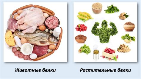 Белок: почему его можно употреблять в достаточном количестве