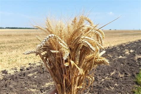 Важность выбора оптимального времени для посева озимой пшеницы