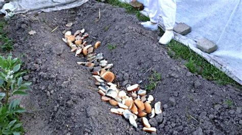 Важные моменты выкопки саженца в лесу