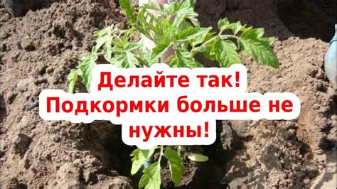 Важные моменты при высадке левкой на открытый грунт