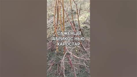 Весна: наилучший сезон для посадки