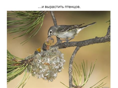 Весна: насыщение птенцов
