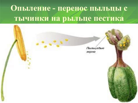 Ветерные условия и перенос пыльцы