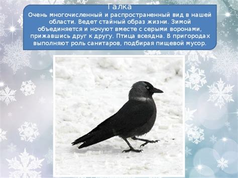 Взаимодействие с воронами в повседневной жизни