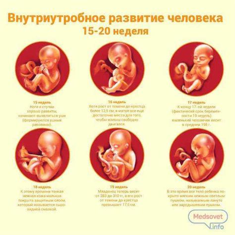 Взаимосвязь движений плода с его развитием