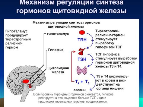 Взаимосвязь щитовидной железы и нервной системы