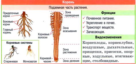 Виды корня и их адаптация